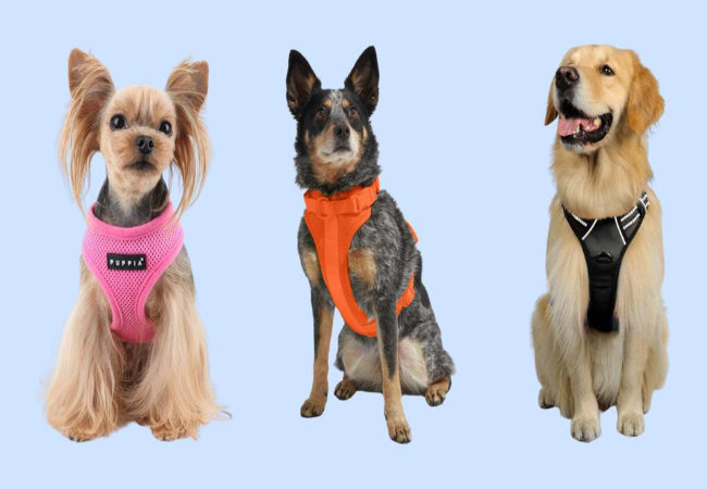 Stop Your Dog Escaping Harness – Vet Designed Solutions