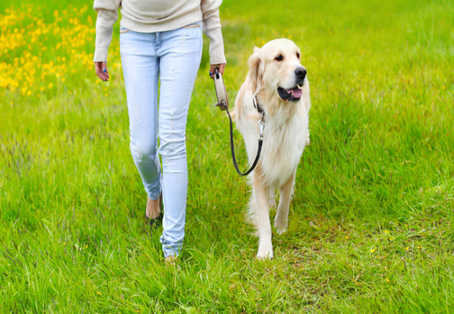 Stop Your Dog Pulling – Vet’s Gentle Approach