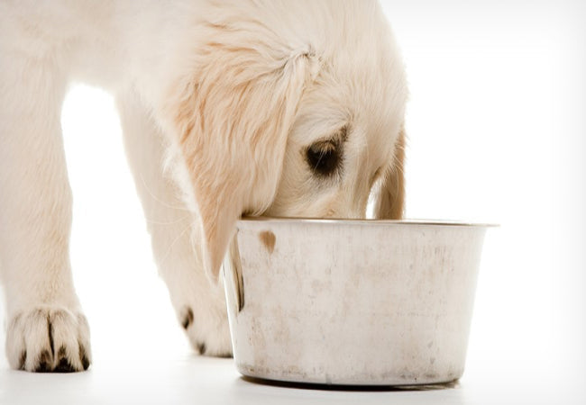 Switch from Puppy to Adult Food: Vet-Reviewed Timeline & Tips