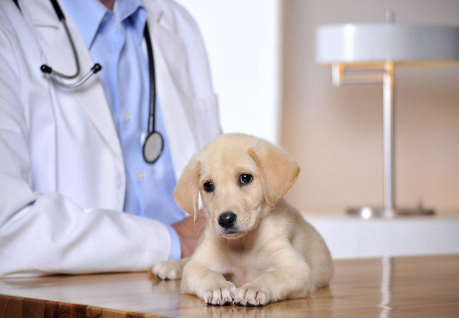 Switch to a Vet Owned Brand? Why Woopf Stands Out