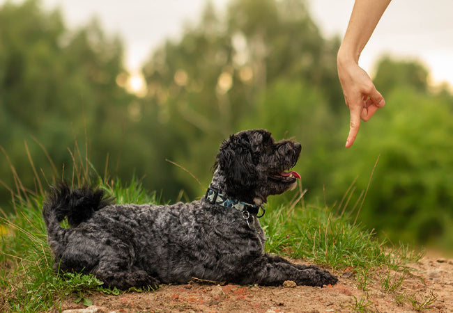 Teach ‘Sit’, ‘Stay’ & ‘Come’: Vet-Approved Puppy Basics
