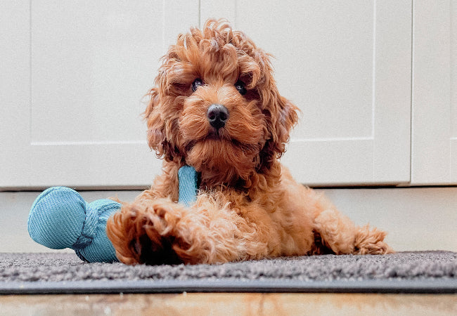 Teething Puppies: What to Expect & How to Help