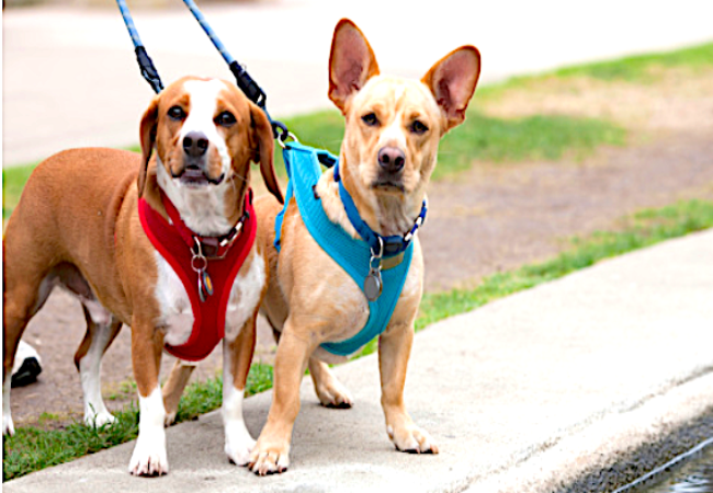 The Vet Who Designed Better Dog Gear – Woopf Story
