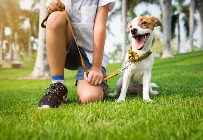 Top 10 Dog Walking Mistakes – Vet-Approved Fixes