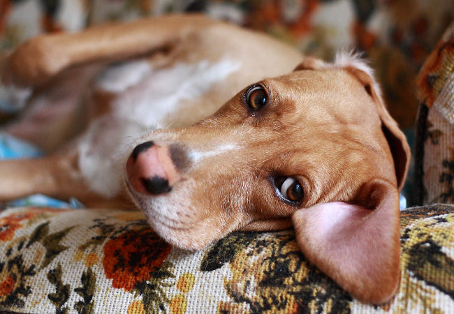 Toxic Household Items for Dogs: Vet-Approved Safety Tips