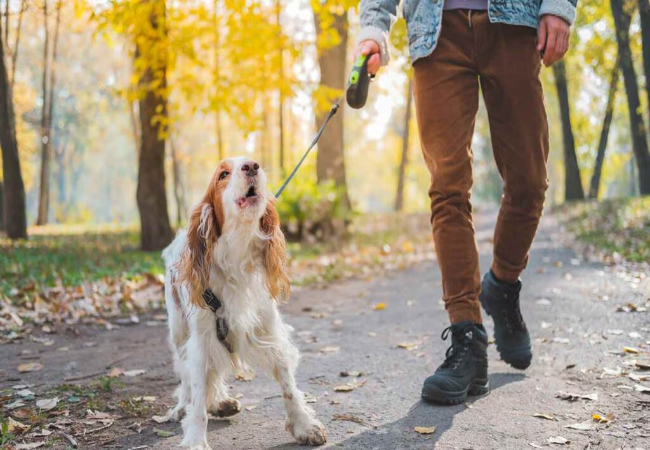 Train Your Rescue Dog to Walk Calmly – Vet Tips