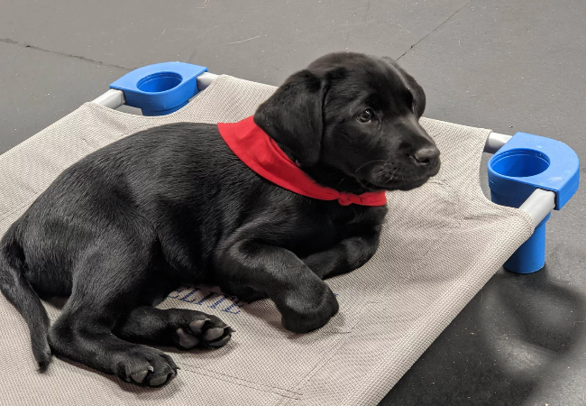 Training a Puppy? Vet-Designed Gear You Actually Need