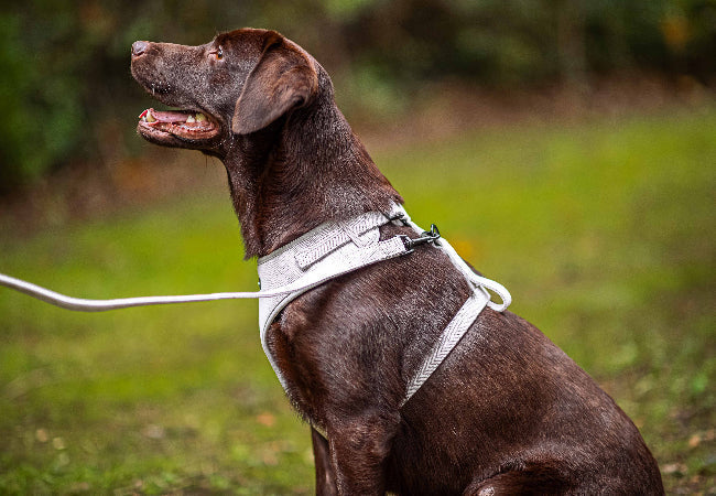 Transition Your Dog from Collar to Harness – Vet Tips