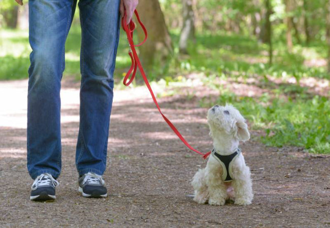 Ultimate Dog Walking Kit – Vet-Approved Checklist 2025 🐕🎒
