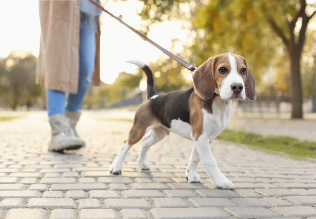 Ultimate Dog Walking Setup – Vet Designed Gear