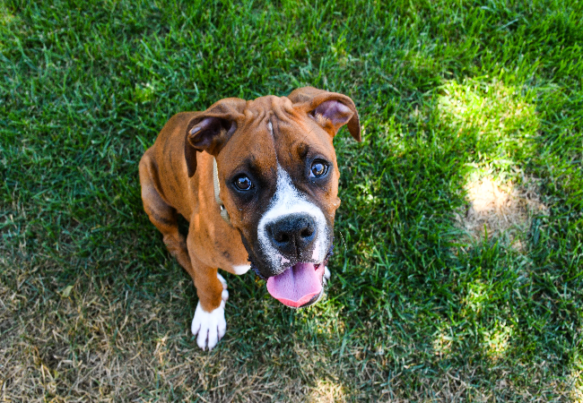 Ultimate Puppy Training Guide: Vet-Approved Techniques