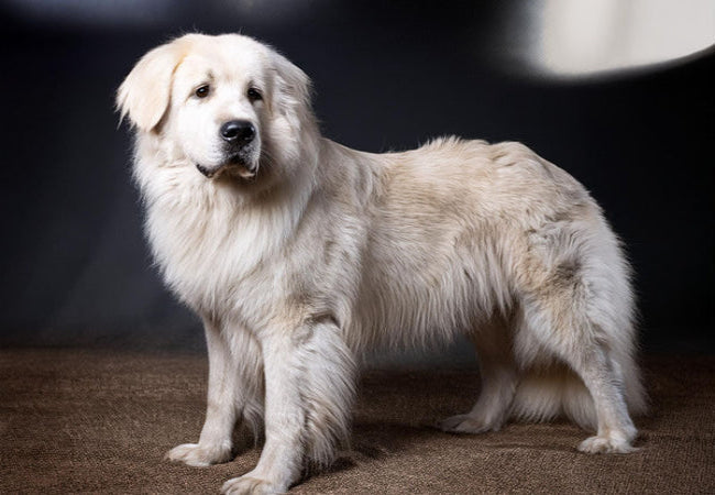 Understanding White Dogs: Vet-Approved Coat Types & Meaning