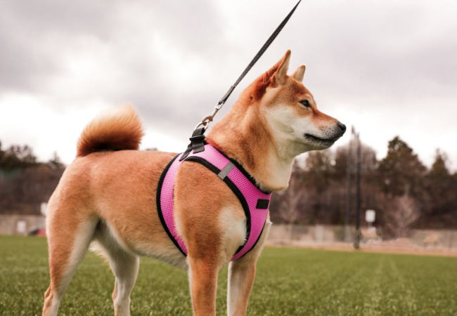 Vet-Approved 2025: Best Puppy Harness for Safe & Easy Walks 🐶✨