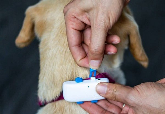 Vet Approved: Explorer Adjustable Dog Lead vs Knockoffs