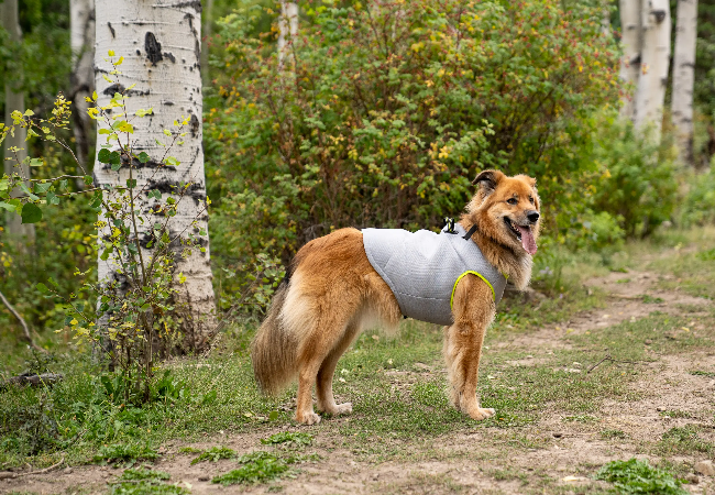 Vet-Approved: Explorer Harness vs Ruffwear & Wild One