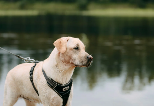 Vet-Approved: Harness vs Head Collar for Pulling Dogs