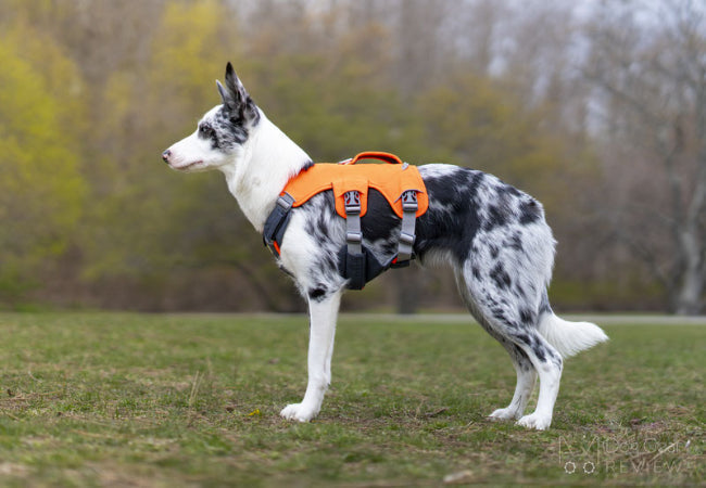 Vet-Approved: Stop Your Dog Escaping Their Harness