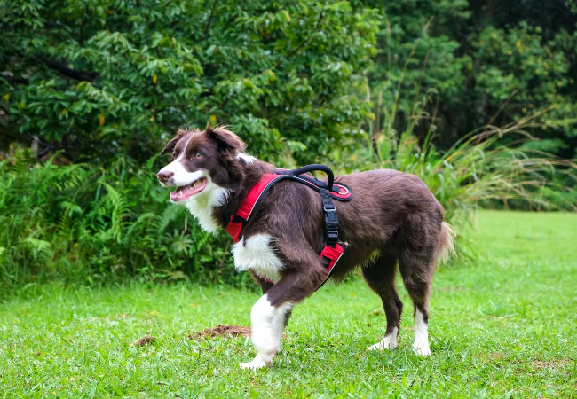Vet-Approved: When to Replace Your Dog’s Harness