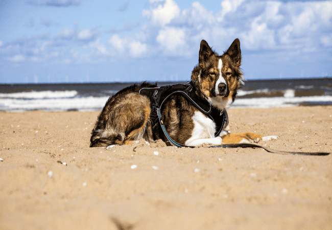 Vet-Approved: Why Dogs Hate Harnesses + Easy Fixes