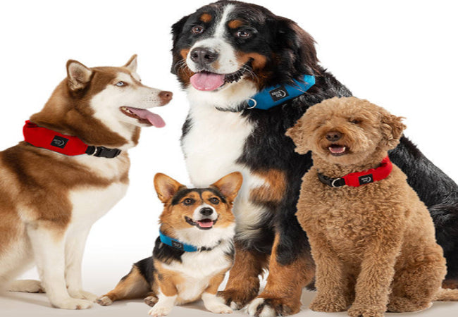 Vet Approved: Why Vets Trust the Explorer Collar
