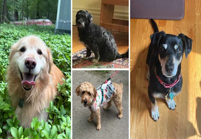 Vet-Approved: Woopf Bungee Lead vs Standard Leashes