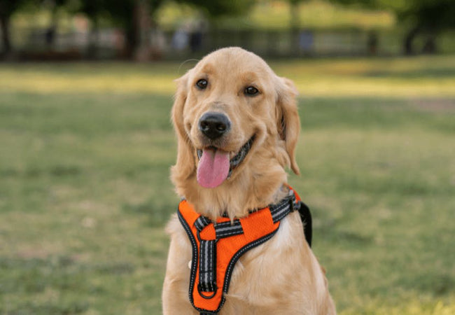 Vet-Approved: Woopf Explorer Harness for Strong Pullers