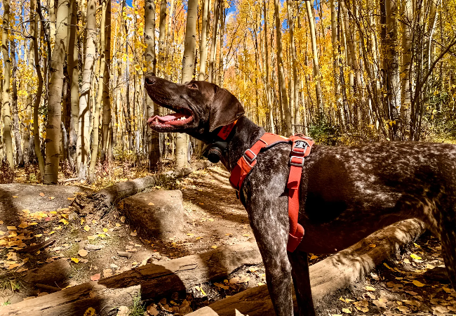 Vet-Approved: Woopf Explorer vs Ruffwear No-Pull Harness