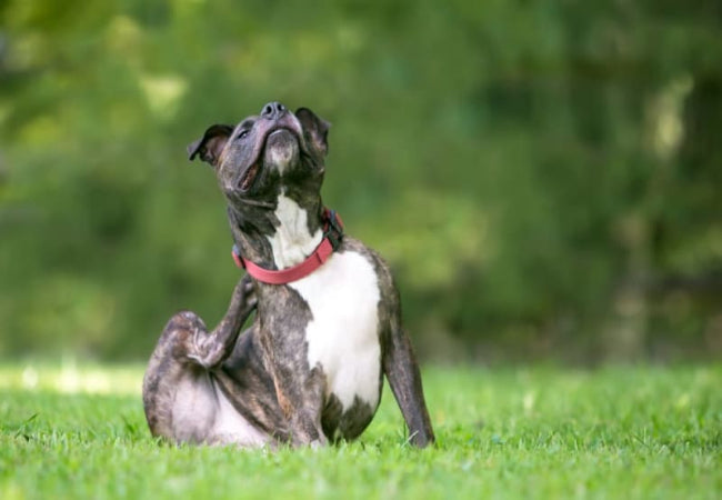 Vet Approved: Woopf Leads for Comfort & Control