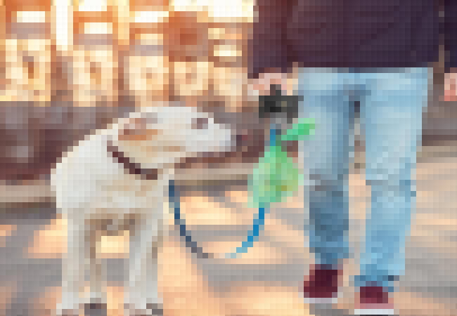 Vet Approved: Woopf Poo Bag Dispenser vs Top Brands