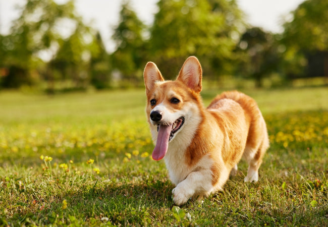 Vet Approved Woopf Gear – Designed with Real Dogs