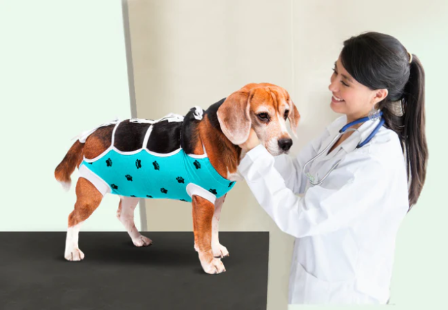 Vet-Designed Woopf Gear – Safe & Comfortable for Dogs