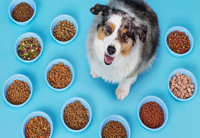 Vet Owned vs Pet Store Brands – Why It Matters
