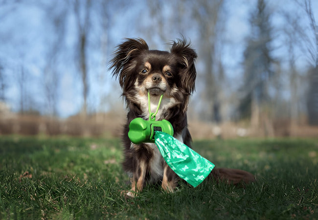 Vet Approved: Woopf Recycled vs Biodegradable Bags