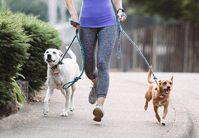 Vet Approved Checklist for Walking Two Dogs