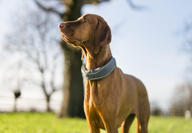 Vet Approved Dog Gear - What Pet Parents Should Know