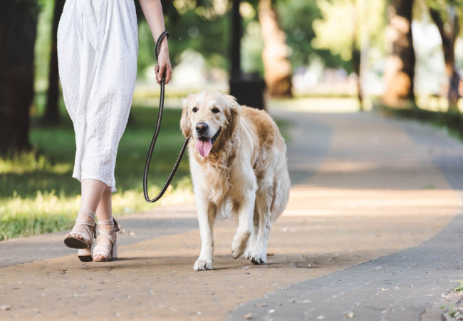 Vet Designed Dog Gear – Shop Woopf for Safer Walks