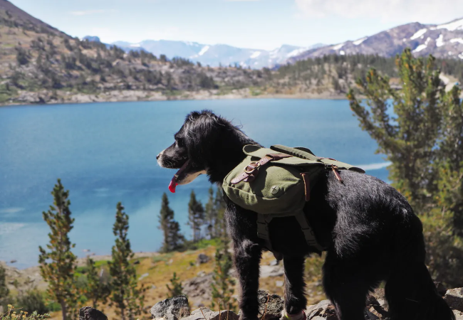 Vet Designed Dog Gear Checklist – Must Have