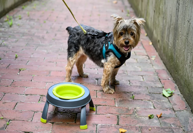 Vet Designed Dog Gear – Why Woopf Stands Out