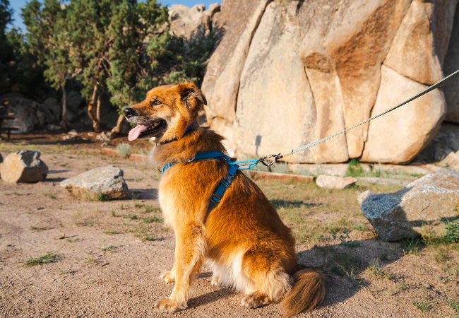 Vet Designed Dog Harness: Walk with Confidence Again