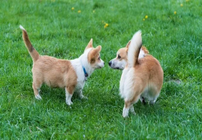 Vet Tips for Introducing Your Puppy to Other Pets at Home