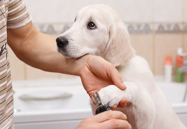 Vet’s Guide to Puppy Grooming 2025: Bathing, Brushing & Nail Care Basics 🛁