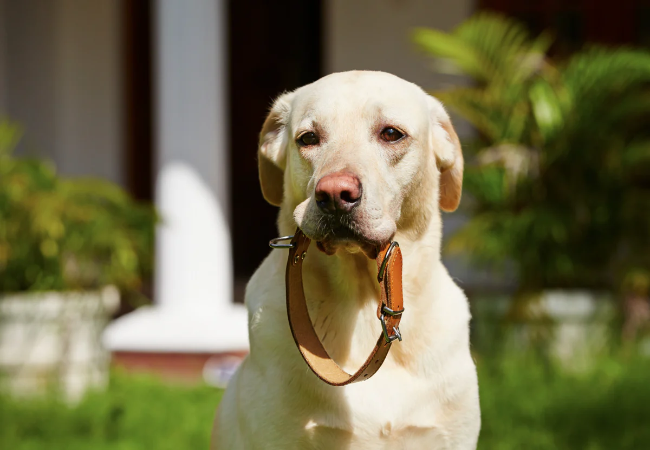 Vet’s Guide to the Best Dog Collars - Comfort Over Style