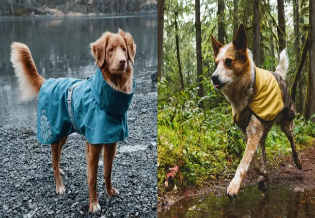 Waterproof Dog Gear That Lasts – Vet Designed