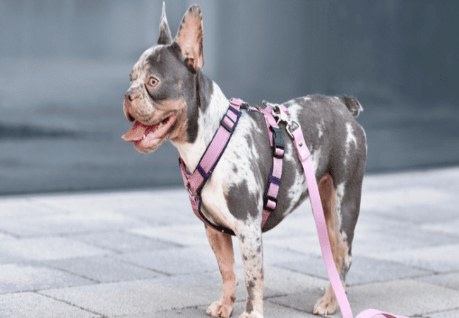What I Look for in a Dog Harness – Vet Tips