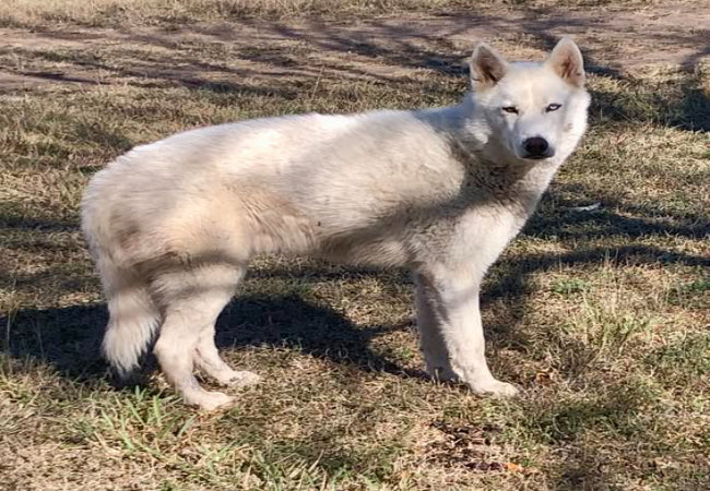 What Makes Woopf Different 2025: Vet-Approved Honest Answer 🐶✨