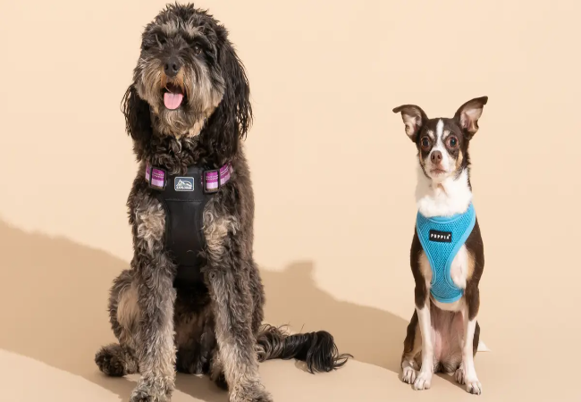 What to Look for in a Dog Harness – Vet-Approved Guide