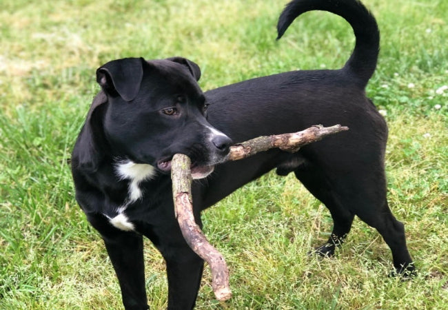 When Will My Puppy Calm Down? Vet-Approved Guide