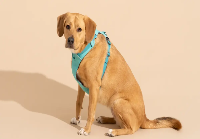 When to Start a Puppy Harness: Vet-Approved Guide