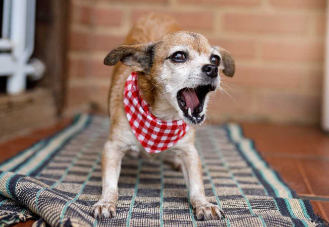 Why Dogs Bark 2025: Vet-Approved Guide to Canine Communication 🐶✨