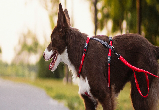 Why Dogs Hate Harnesses: 9 Vet-Approved Fixes